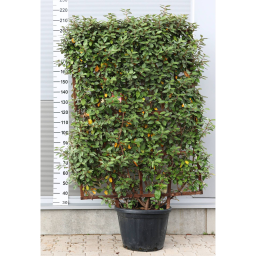 ÖRÖKZÖLD EZÜSTFA PANEL 160*110-ELAEAGNUS X EBBINGEI