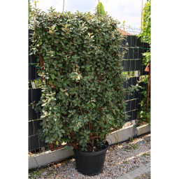 ÖRÖKZÖLD EZÜSTFA PANEL 160*110-ELAEAGNUS X EBBINGEI