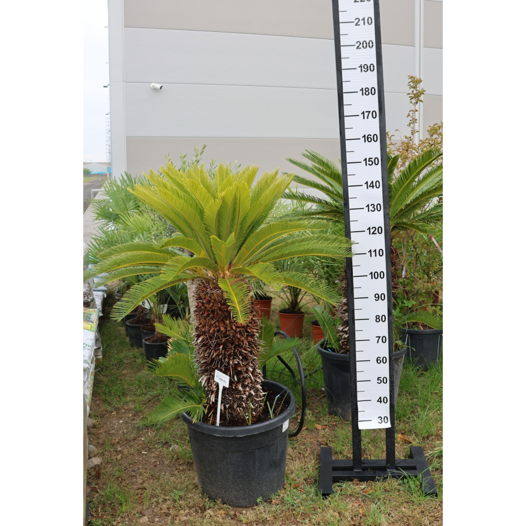 JAPÁN CIKÁSZ-CYCAS REVOLUTA 45L