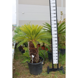 JAPÁN CIKÁSZ-CYCAS REVOLUTA 45L