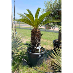 JAPÁN CIKÁSZ-CYCAS REVOLUTA 45L