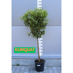 KUMQUAT FA 15L