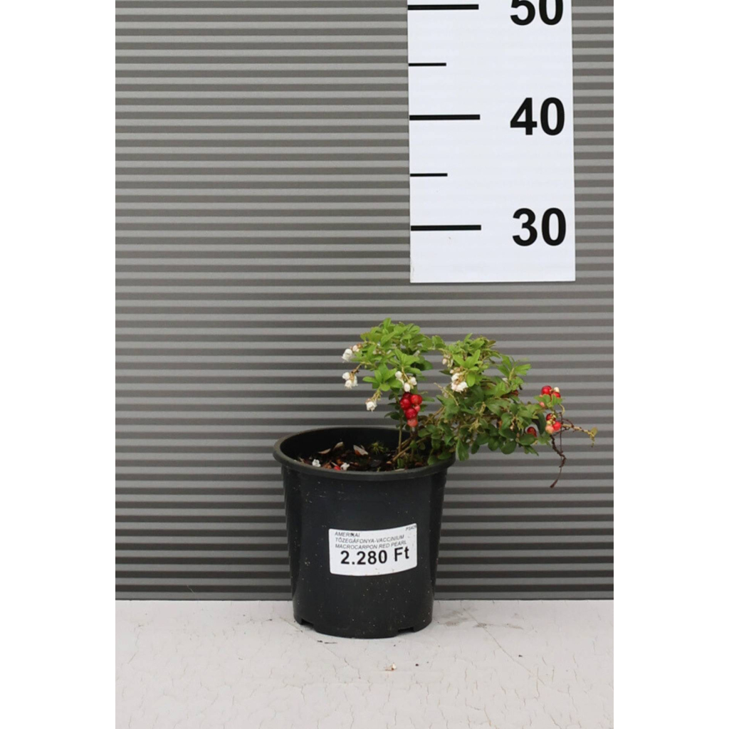 AMERIKAI TŐZEGÁFONYA-VACCINIUM MACROCARPON RED PEARL