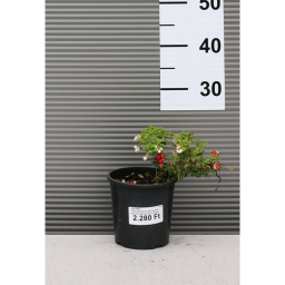 AMERIKAI TŐZEGÁFONYA-VACCINIUM MACROCARPON RED PEARL