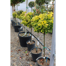 SÁRGATARKA JAPÁN KECSKERÁGÓ TÖRZSES 1/4-EUONYMUS JAPONICUS AUREA