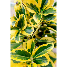 SÁRGATARKA JAPÁN KECSKERÁGÓ TÖRZSES 1/4-EUONYMUS JAPONICUS AUREA
