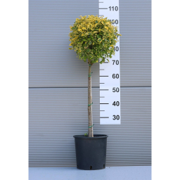 SÁRGATARKA JAPÁN KECSKERÁGÓ TÖRZSES 1/4-EUONYMUS JAPONICUS AUREA