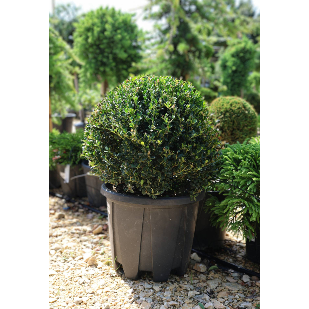 MAGYAL GÖMB CSERJE-ILEX CRENATA GLORY GEM BALL