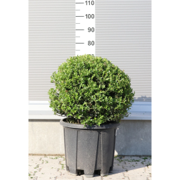 MAGYAL GÖMB CSERJE-ILEX CRENATA GLORY GEM BALL