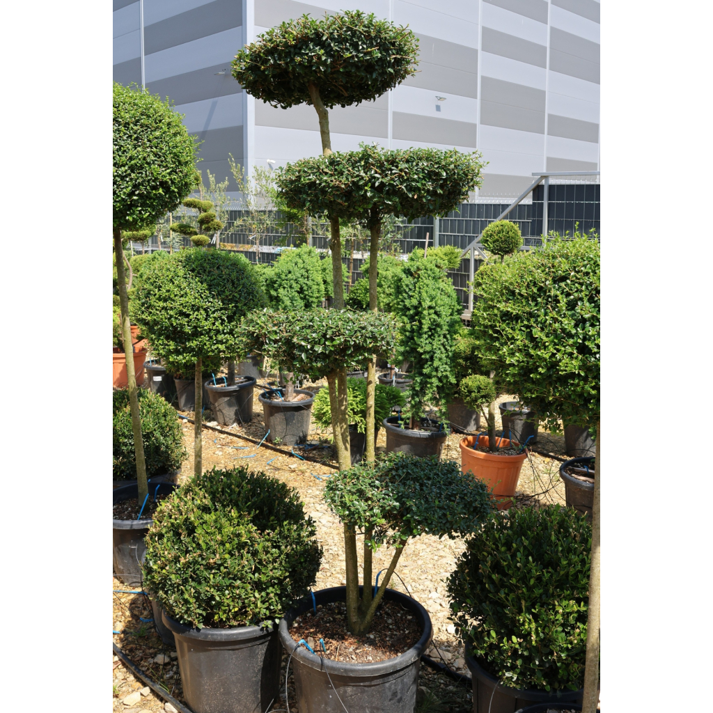 TÖRPE FAGYAL PONPON 35L 4 TÁNYÉR - LIGUSTRUM DELAVAJANUM[JONANDRUM] PONPON