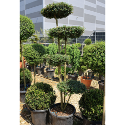TÖRPE FAGYAL PONPON 35L 4 TÁNYÉR - LIGUSTRUM DELAVAJANUM[JONANDRUM] PONPON