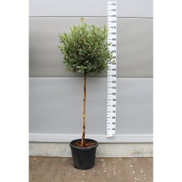 TÖRZSES RÓZSASZÍN TARKALEVELÜ KORALLBERKENYE 1/2-PHOTINIA FRASERI PINK MARBLE