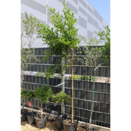 TÖRZSES GRÁNÁTALMA-PUNICA GRANATUM (MELOGRANO DA FRUTTO) 1/2 STANDARD