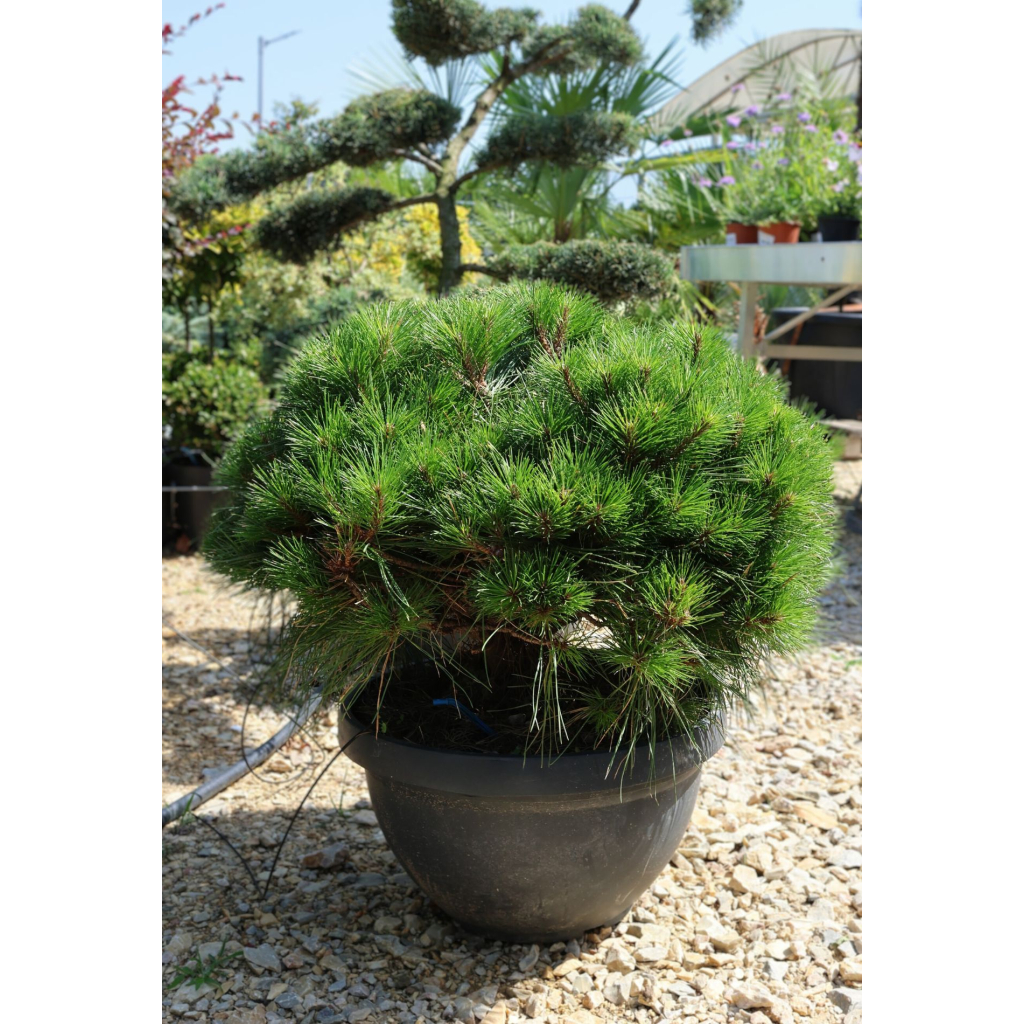 JAPÁN TÖRPEFENYŐ GÖMB 40L-PINUS BREVIFLORA BALL BOWL