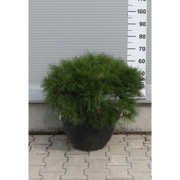 JAPÁN TÖRPEFENYŐ GÖMB 40L-PINUS BREVIFLORA BALL BOWL