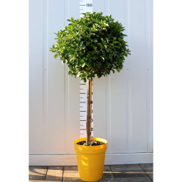 JAPÁN KECSKERÁGÓ MAGASTÖRZSÜ GÖMB-EUONYMUS JAPONICUS