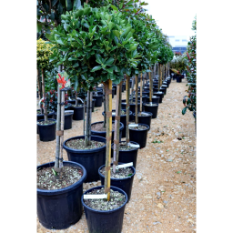 JAPÁN KECSKERÁGÓ MAGASTÖRZSÜ GÖMB-EUONYMUS JAPONICUS