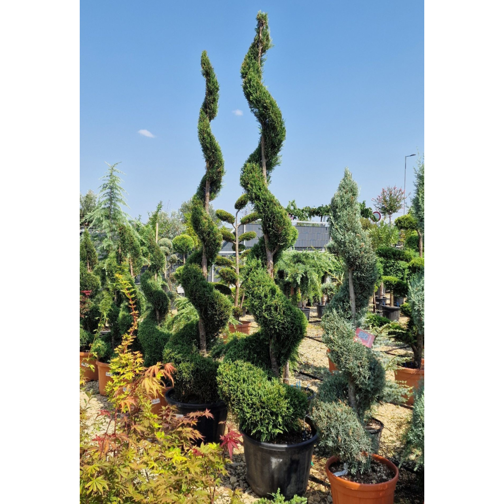 LEYLANDI CIPRUS SPIRÁL 80L- CUPRESSOCYPARIS LEYLANDII SPIRAL