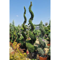 LEYLANDI CIPRUS SPIRÁL 80L- CUPRESSOCYPARIS LEYLANDII SPIRAL