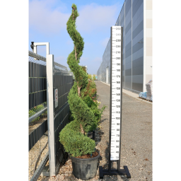 LEYLANDI CIPRUS SPIRÁL 80L- CUPRESSOCYPARIS LEYLANDII SPIRAL
