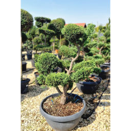 LEYLANDI CIPRUS BONSAI 60L-CUPRESSOCYPARIS LEYLANDII BONSAI