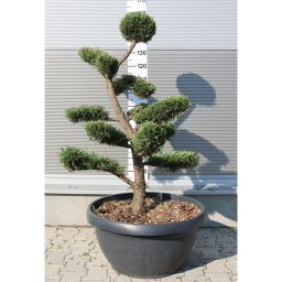 LEYLANDI CIPRUS BONSAI 60L-CUPRESSOCYPARIS LEYLANDII BONSAI