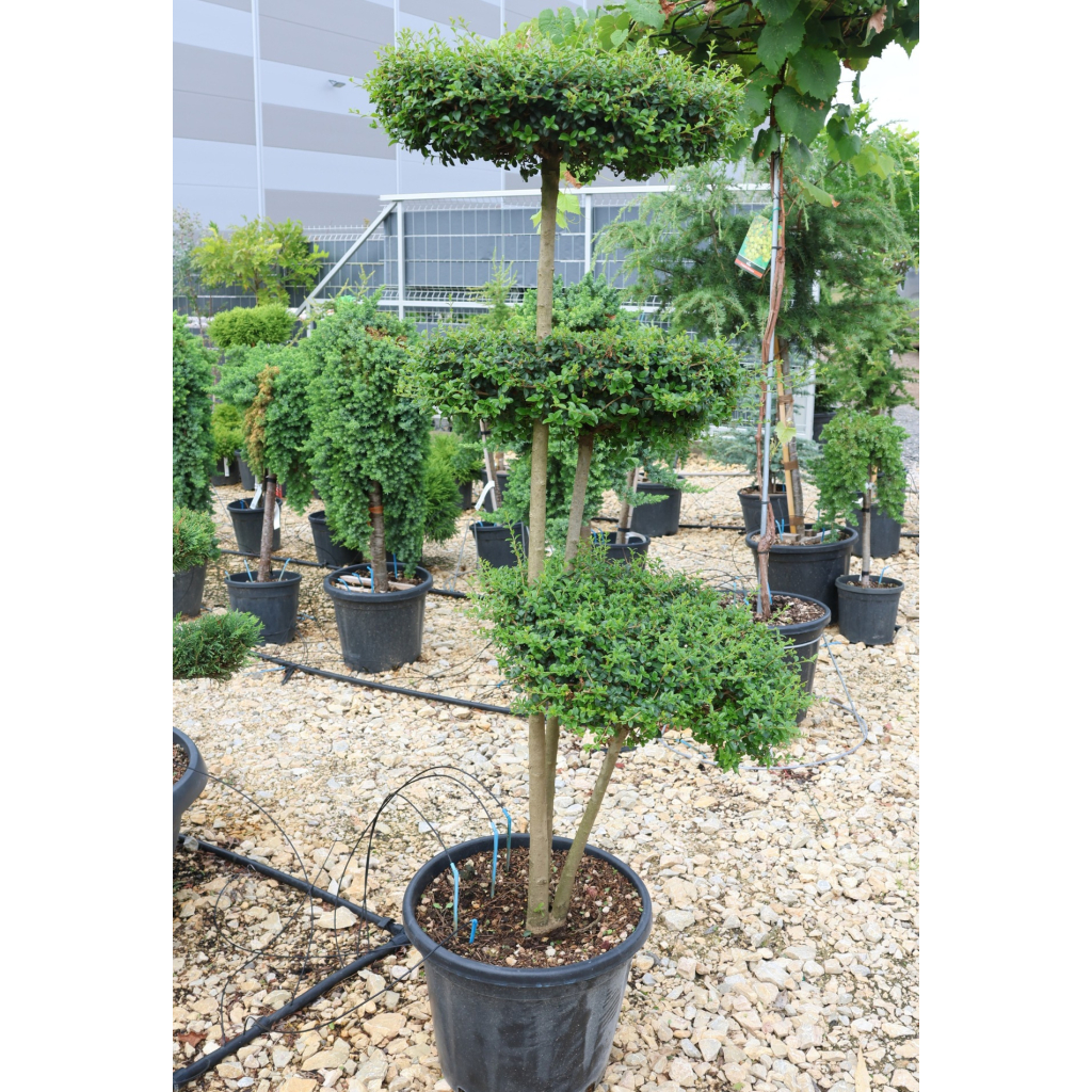 TÖRPE FAGYAL PONPON 30L 3 TÁNYÉR - LIGUSTRUM DELAVAJANUM[JONANDRUM] PONPON
