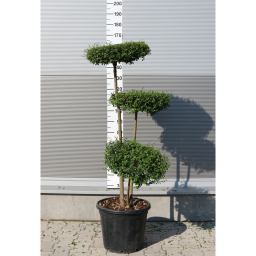 TÖRPE FAGYAL PONPON 30L 3 TÁNYÉR - LIGUSTRUM DELAVAJANUM[JONANDRUM] PONPON