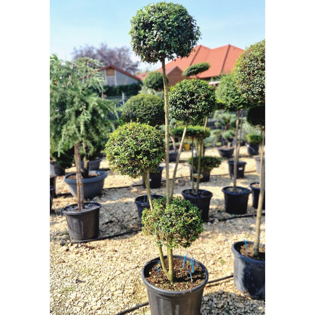 TÖRPE FAGYAL GÖMB PONPON 30L-LIGUSTRUM DELAVAJANUM[JONANDRUM] 4 BALLS PONPON