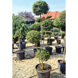 TÖRPE FAGYAL GÖMB PONPON 30L-LIGUSTRUM DELAVAJANUM[JONANDRUM] 4 BALLS PONPON