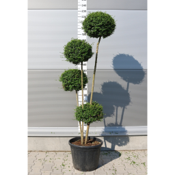 TÖRPE FAGYAL GÖMB PONPON 30L-LIGUSTRUM DELAVAJANUM[JONANDRUM] 4 BALLS PONPON