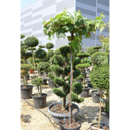 BORTERMŐ SZŐLŐ TÖRZSES-VITIS VINIFERA UMBRELLA