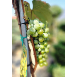 BORTERMŐ SZŐLŐ TÖRZSES-VITIS VINIFERA UMBRELLA