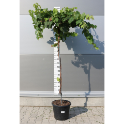 BORTERMŐ SZŐLŐ TÖRZSES-VITIS VINIFERA UMBRELLA