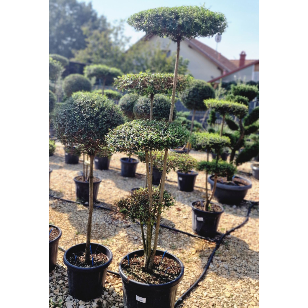 TÖRPE FAGYAL PONPON 5 TÁNYÉR-LIGUSTRUM DELAVAJANUM[JONANDRUM] FLAT PONPON CLT 35