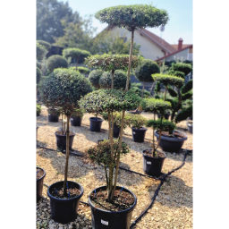 TÖRPE FAGYAL PONPON 5 TÁNYÉR-LIGUSTRUM DELAVAJANUM[JONANDRUM] FLAT PONPON CLT 35