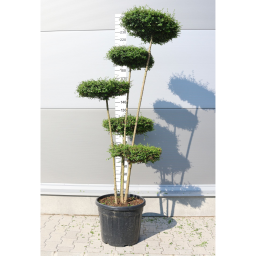 TÖRPE FAGYAL PONPON 5 TÁNYÉR-LIGUSTRUM DELAVAJANUM[JONANDRUM] FLAT PONPON CLT 35
