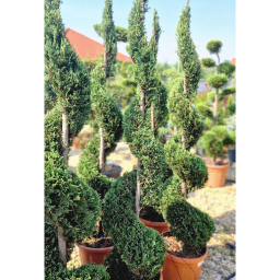 LEYLANDI CIPRUS SPIRÁL 30L-CUPRESSOCYPARIS LEYL. CASTLEWELLAND GOLD SPIRAL CLT 30