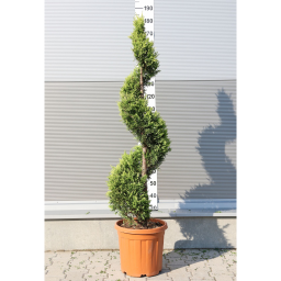 LEYLANDI CIPRUS SPIRÁL 30L-CUPRESSOCYPARIS LEYL. CASTLEWELLAND GOLD SPIRAL CLT 30