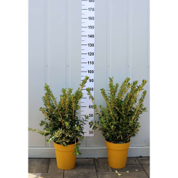 JAPÁN KECSKERÁGÓ LIVORNESE CSERJE 9L-EUONYMUS JAPONICUS AUREOPICTUS [LIVORNESE]