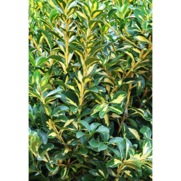 JAPÁN KECSKERÁGÓ LIVORNESE CSERJE 9L-EUONYMUS JAPONICUS AUREOPICTUS [LIVORNESE]