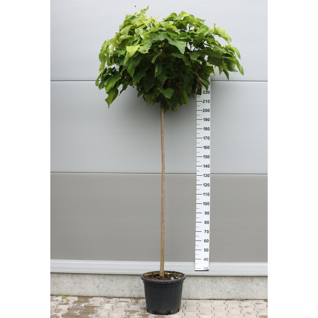 GÖMB SZIVARFA MAGASTÖRZSŰ-CATALPA BUNGEI STANDARD CLT 20 C.8/10