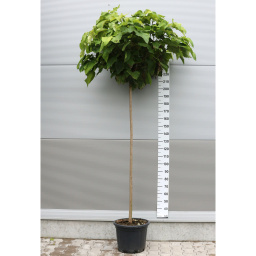 GÖMB SZIVARFA MAGASTÖRZSŰ-CATALPA BUNGEI STANDARD CLT 20 C.8/10