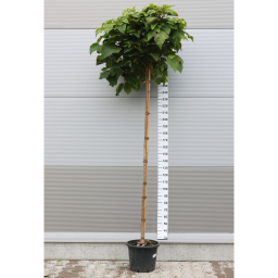 GÖMB SZIVARFA-CATALPA BUNGEI STANDARD C.10/12