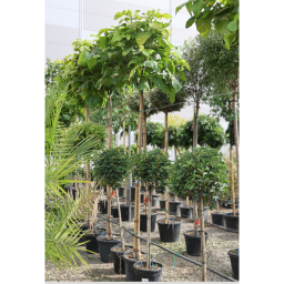 GÖMB SZIVARFA MAGASTÖRZSŰ-CATALPA BUNGEI STANDARD CLT 20 C.8/10