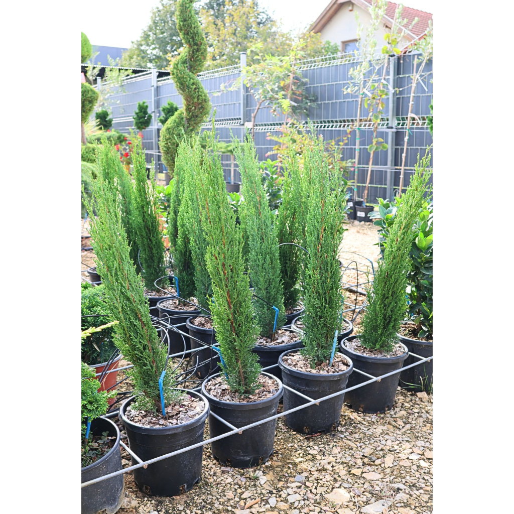 EURÓPAI CIPRUS TOTEM 3L-CUPRESSUS SEMPERVIRENS TOTEM BUSH CLT 3