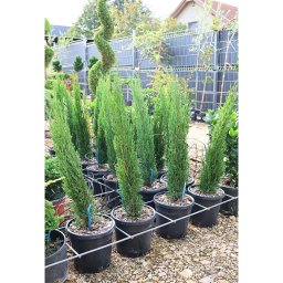 EURÓPAI CIPRUS TOTEM 3L-CUPRESSUS SEMPERVIRENS TOTEM BUSH CLT 3
