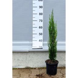 EURÓPAI CIPRUS TOTEM 3L-CUPRESSUS SEMPERVIRENS TOTEM BUSH CLT 3