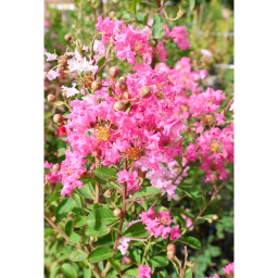 KÍNAI SELYEMMIRTUSZ FA-LAGERSTROEMIA INDICA IN VARIETA’ STANDARD