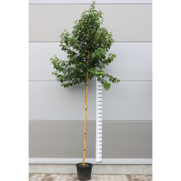 JAPÁN FAGYAL-LIGUSTRUM JAPONICUM STANDARD C.8/10
